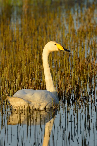 Cigno selvatico