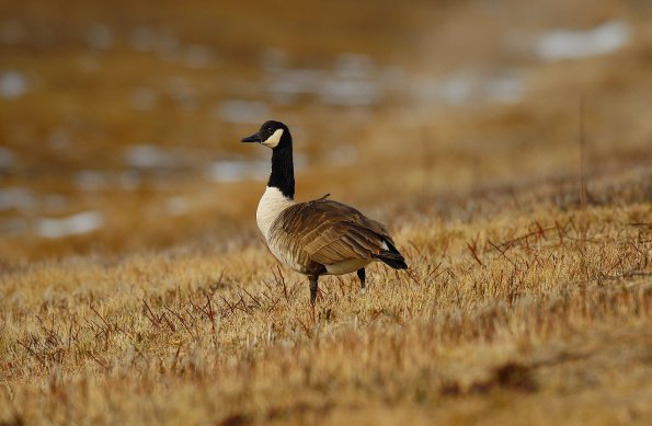 Oca del Canada
