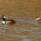 Hooded merganser