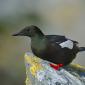 Uria nera