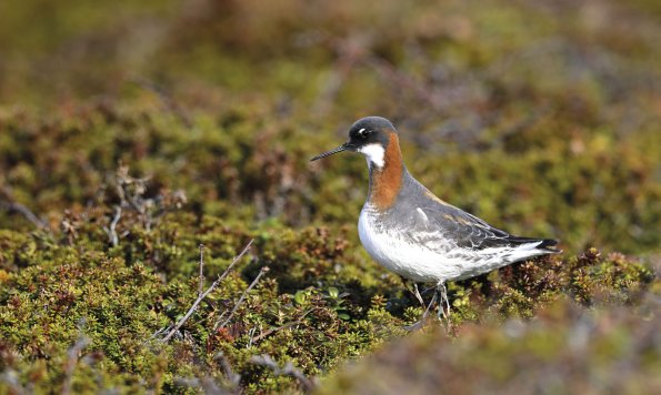 Falaropo beccosottile 