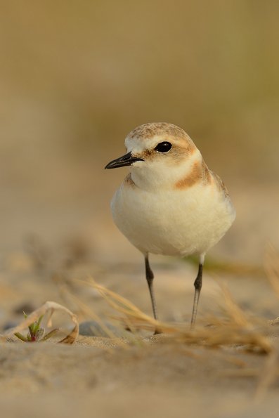 Fratino