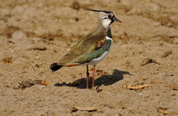 Pavoncella