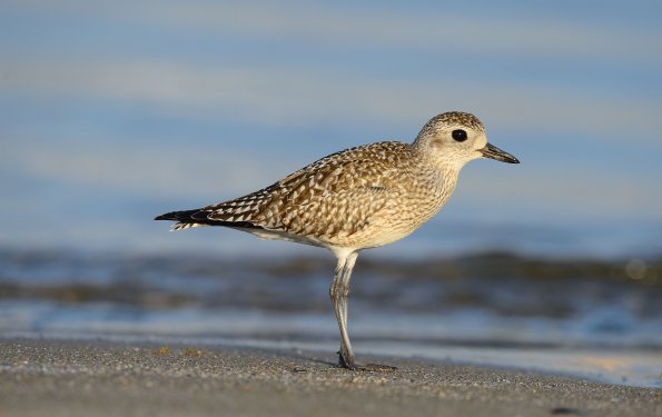 Pivieressa