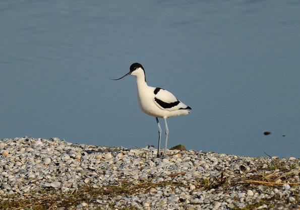 Avocetta