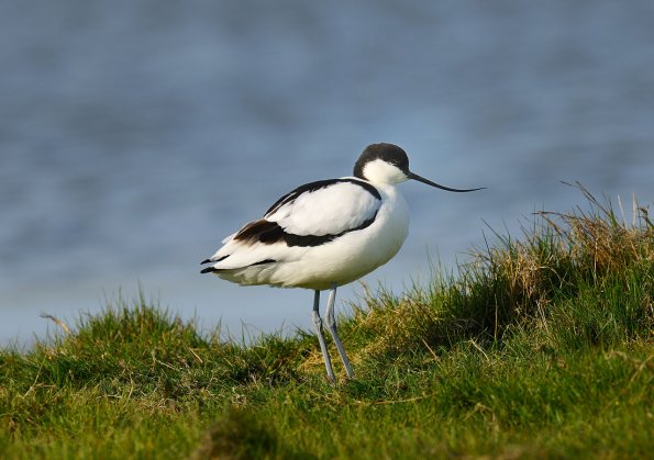 Avocetta