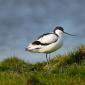 Avocetta