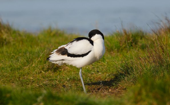Avocetta