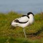 Avocetta