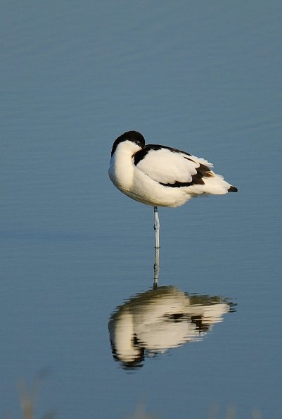 Avocetta