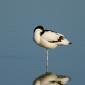 Avocetta