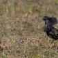 Charadriiformes