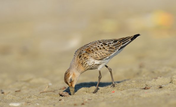 Piovanello pancianera