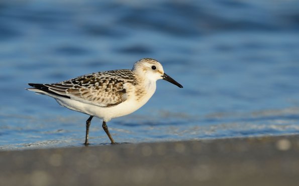 Piovanello tridattilo