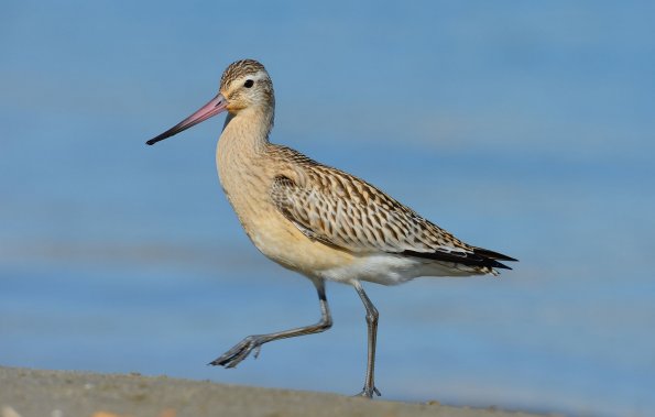 Pittima minore