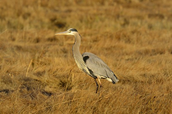 Great blue heron