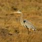 Great blue heron