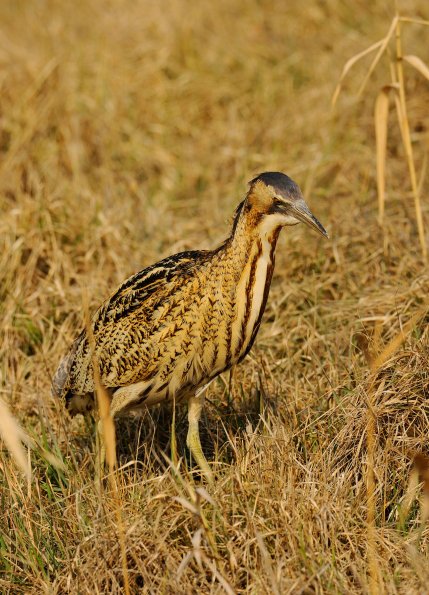 Tarabuso