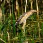  Tarabusino -