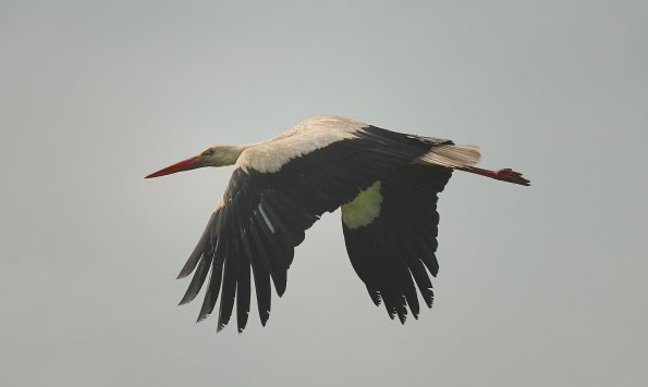 Cicogna bianca