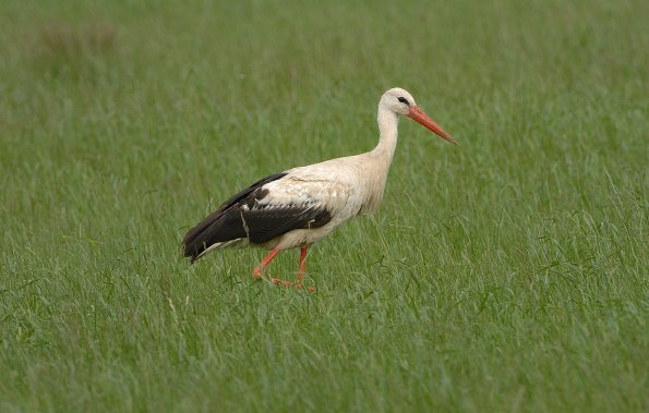 Cicogna bianca