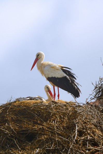 Cicogna bianca