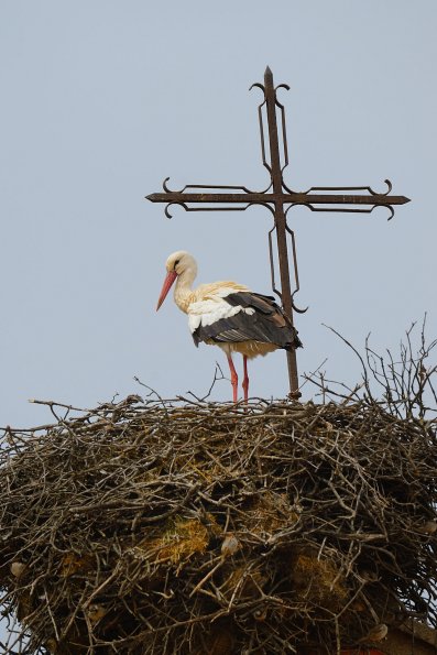 Cicogna bianca