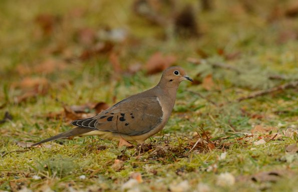 Mourning dove
