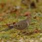 Columbidae