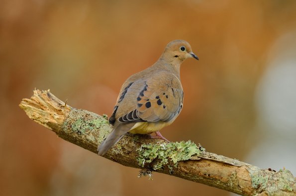 Mourning dove