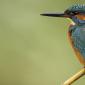 Alcedinidae