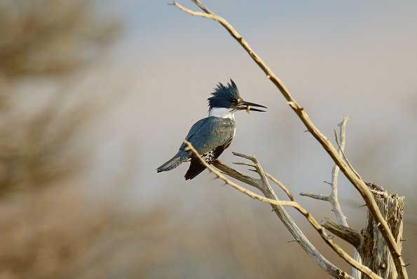Belted kingfisher