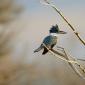 Belted kingfisher