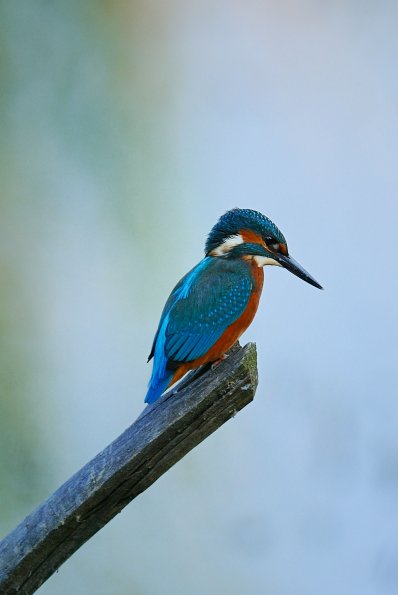 Martin