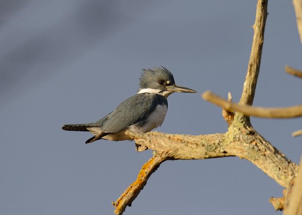 Belted kingfisher