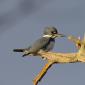 Belted kingfisher
