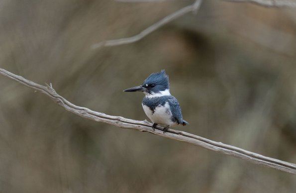 Belted kingfisher