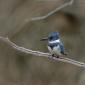 Belted kingfisher