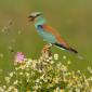 Coraciidae