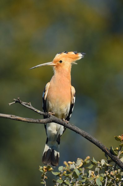 Upupa