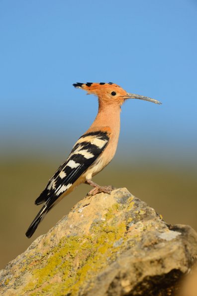Upupa