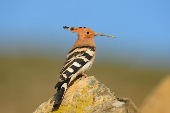 Upupa