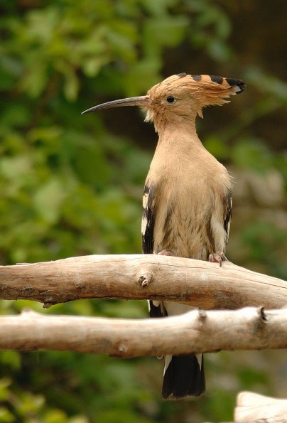 Upupa