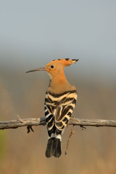Upupa