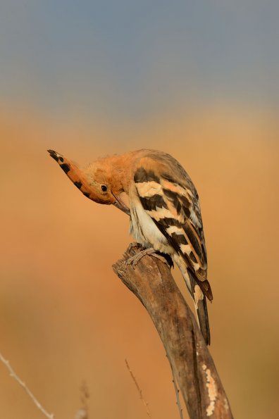 Upupa