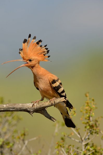 Upupa