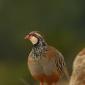 Galliformes