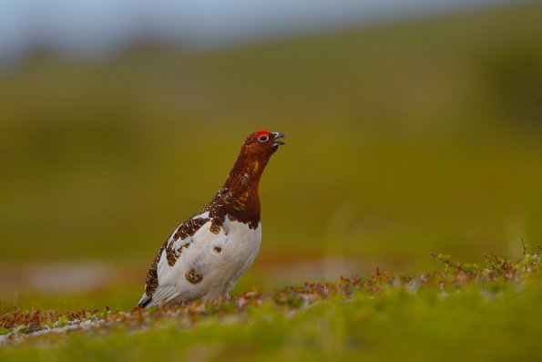 Pernice bianca nordica