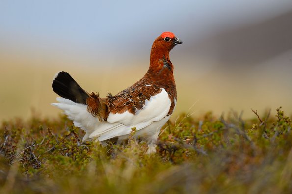 Pernice bianca nordica