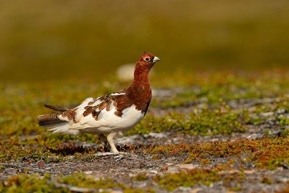 Pernice bianca nordica